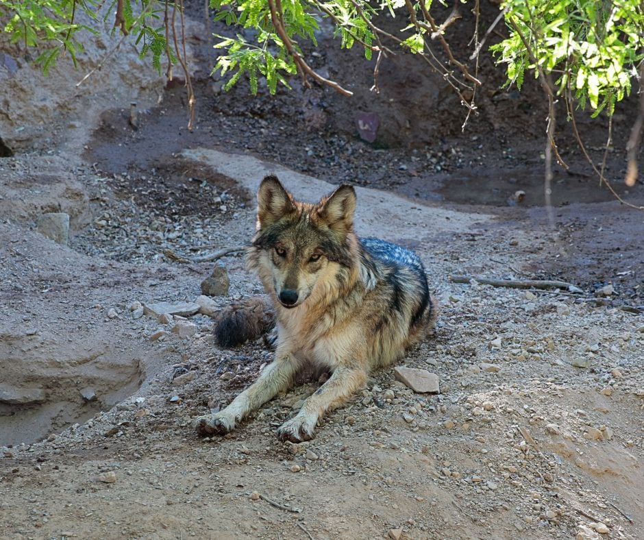 蜜柚直播-Sonora Desert Museum Wolves
